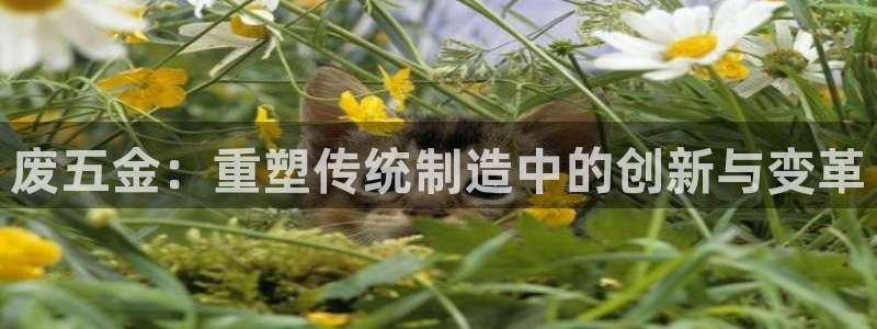 天狮娱乐app下载